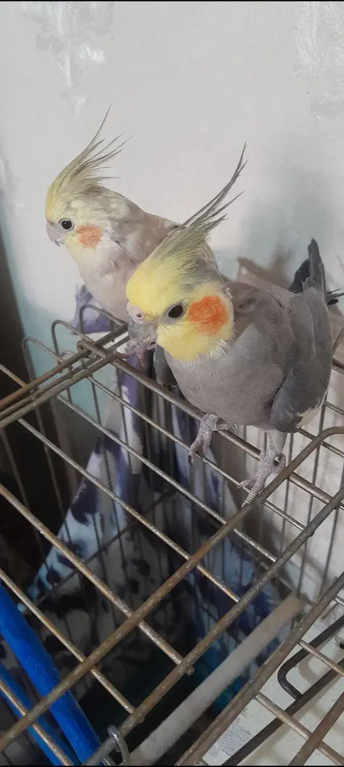 گمشده|حیوانات|قم, زاویه|دیوار