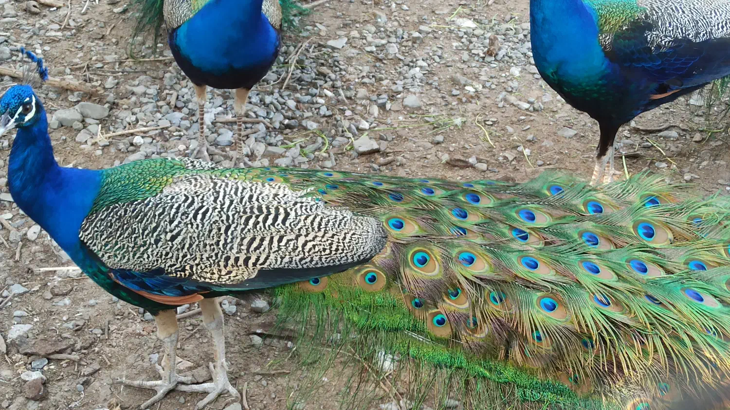 طاووس|پرنده|رودان, |دیوار