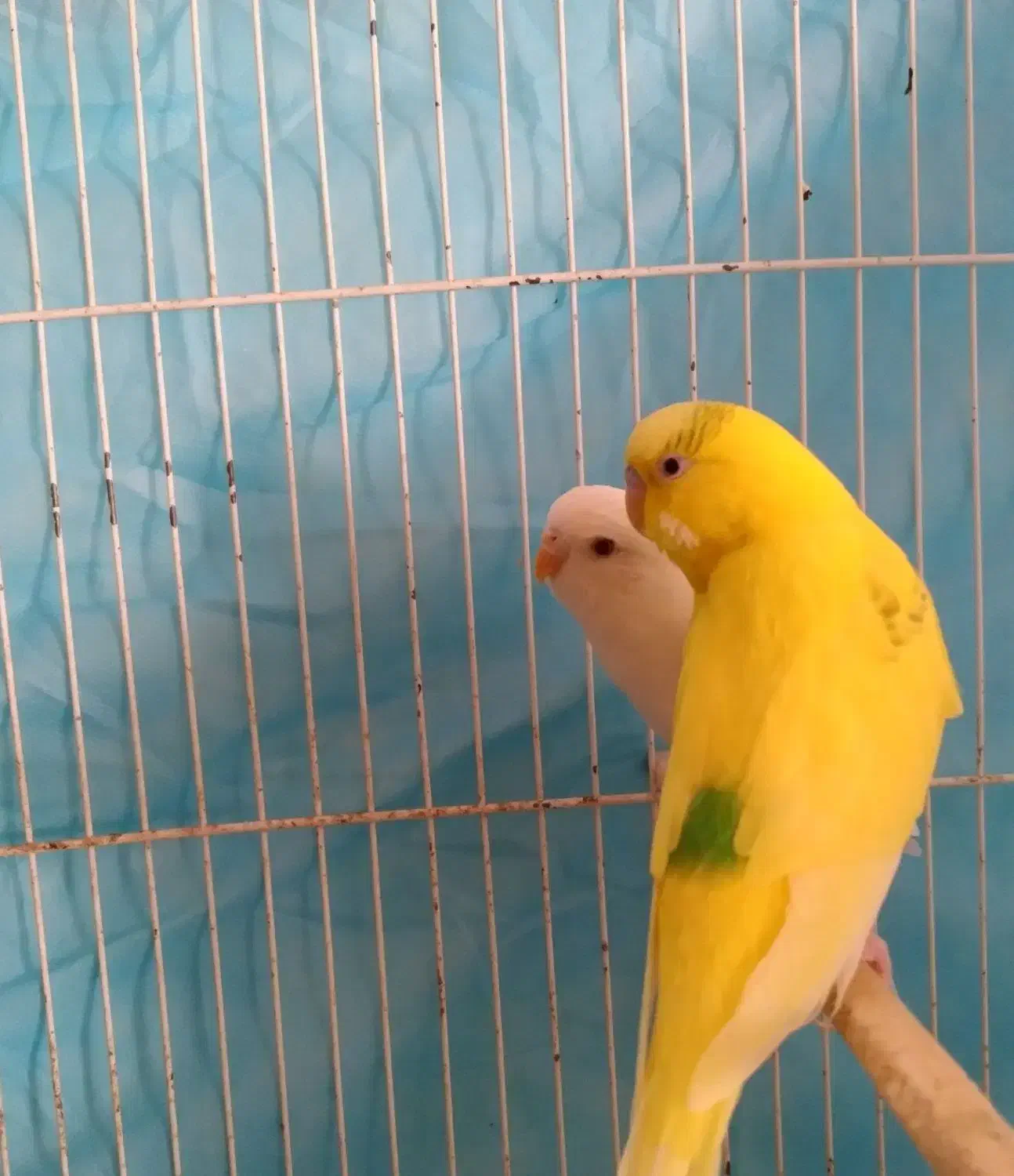 مرغ عشق|پرنده|فردوس (خراسان), |دیوار