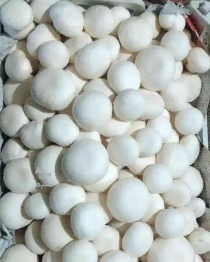 قارچ  خوراکی|خوردنی و آشامیدنی|قائم‌شهر, |دیوار