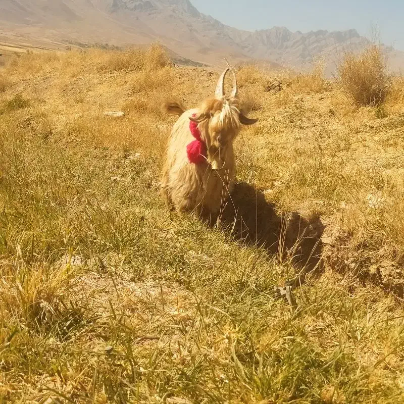 فروش بزغاله دیری درجهی یک|حیوانات مزرعه|فریدونشهر, |دیوار