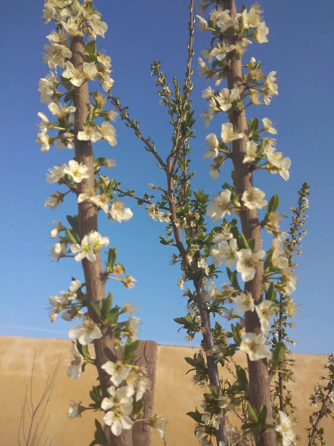 اپارتمان توس۴۲معاوضه باخودرو|فروش آپارتمان|مشهد, شهرک امام هادی (شهرک غرب)|دیوار