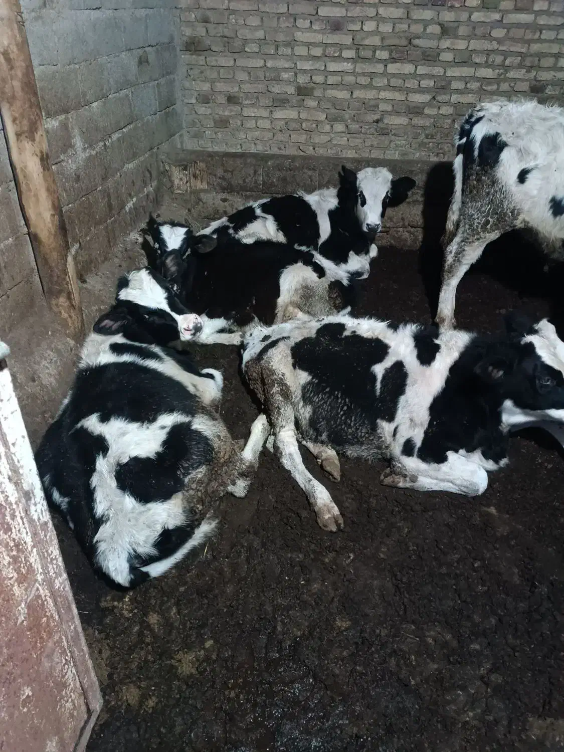 گاو نر ۸عدد|حیوانات مزرعه|صوفیان, |دیوار