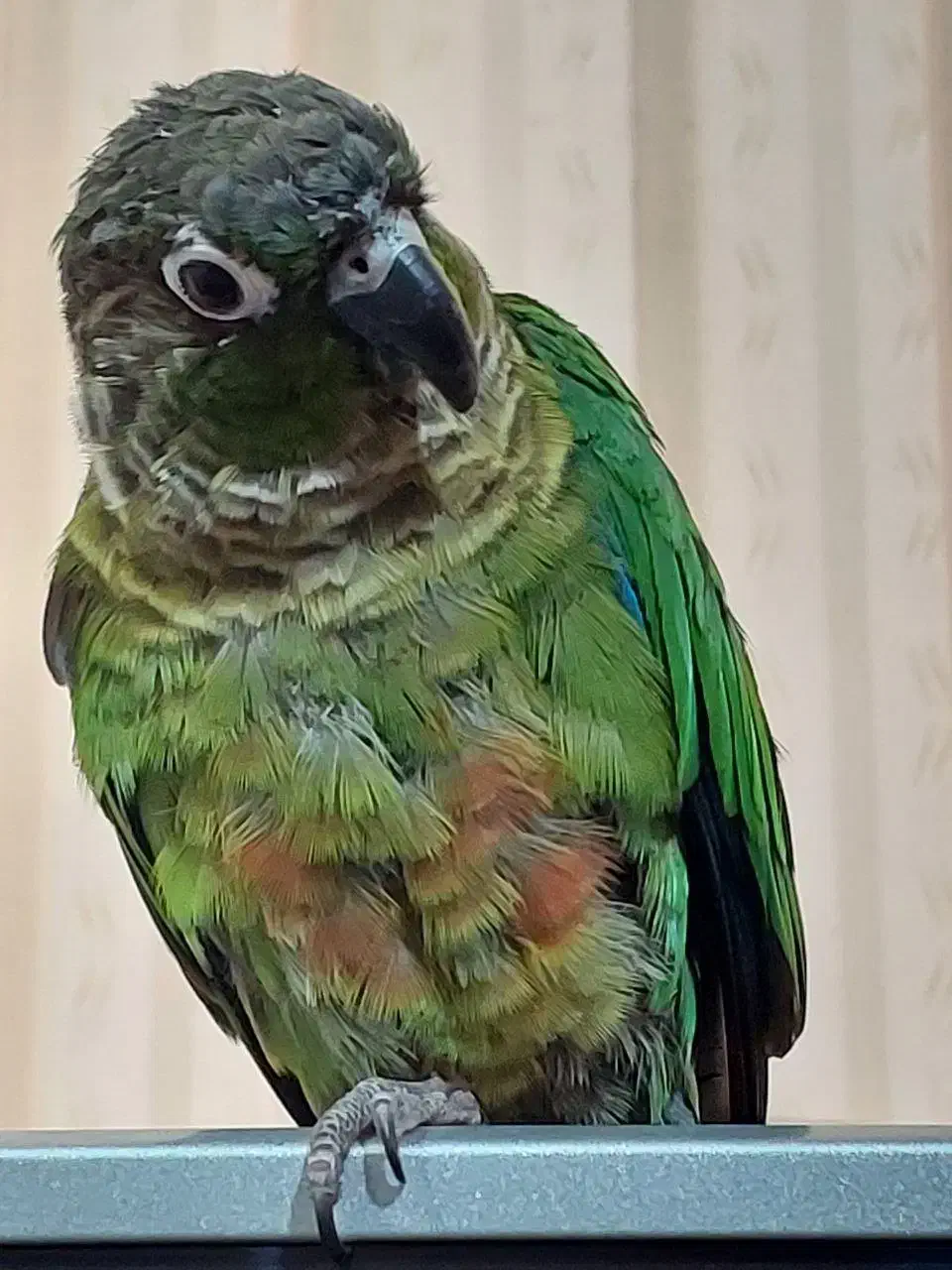 گرینچیک گم شده|حیوانات|اصفهان, مصلی|دیوار