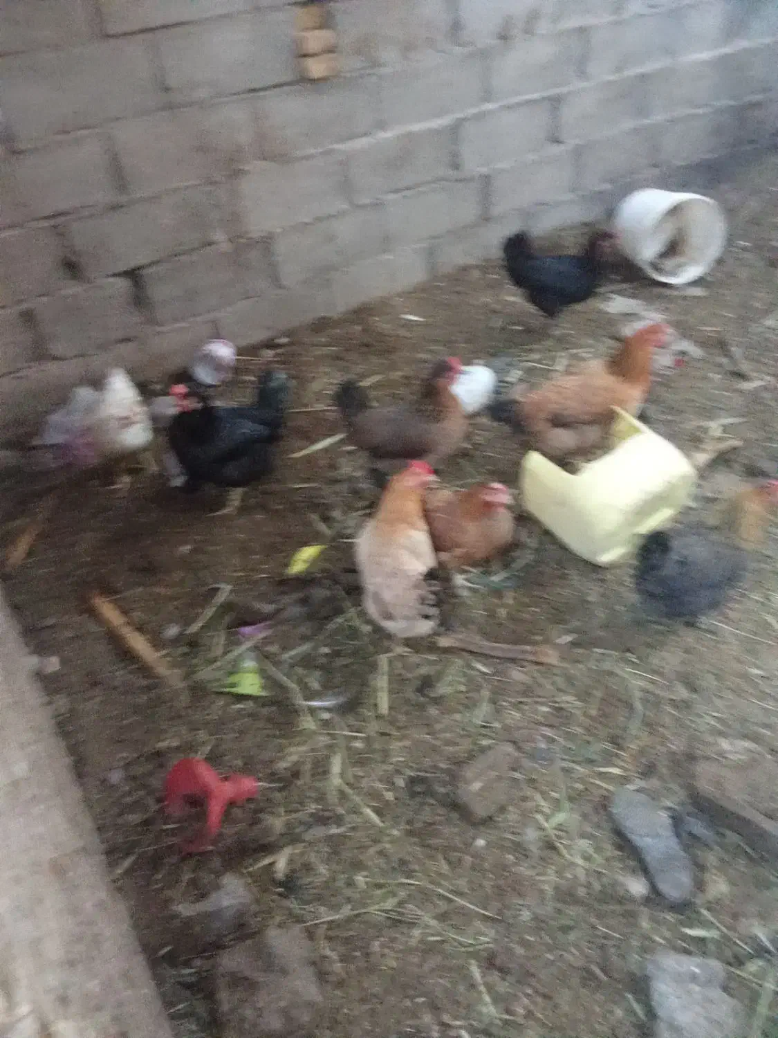 مرغ غرب|حیوانات مزرعه|آبادان, |دیوار