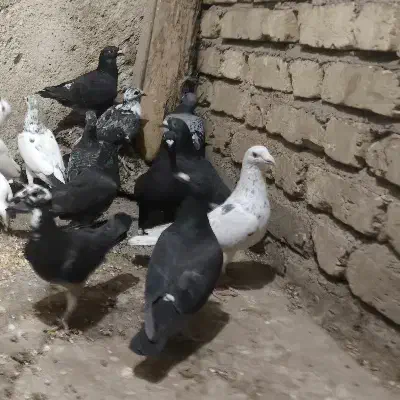 دسته پلاکی،سبز،سرور،بزک،سیاه واکسی|پرنده|شیراز, محمدیه|دیوار