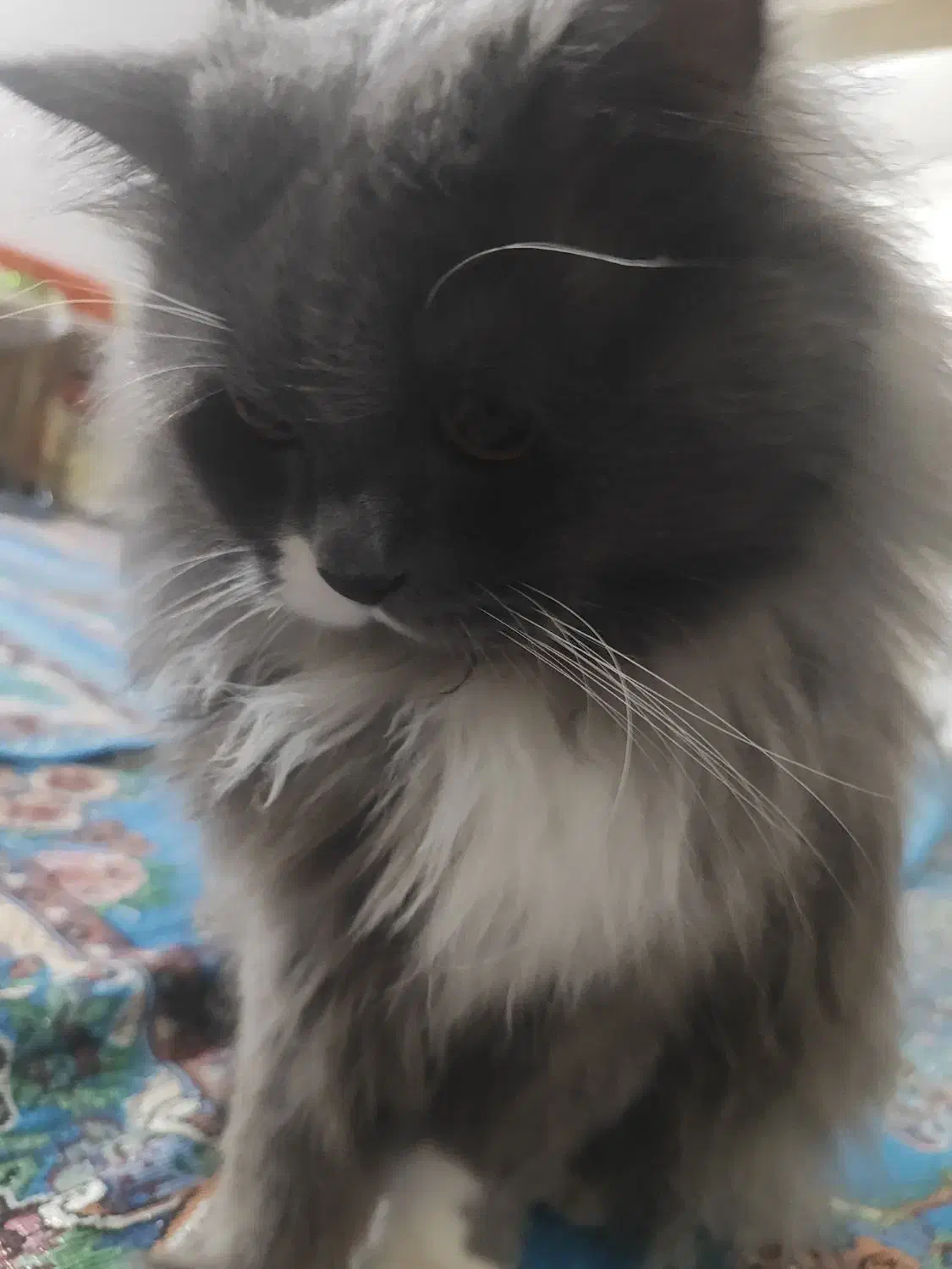 گربه اسکاتیش هایلند اماده جفت گیری|گربه|محمدیه-قزوین, |دیوار