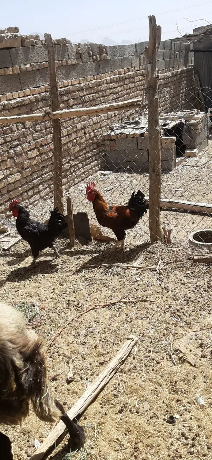 فروش مرغ وخروس گلین وشش عدد اردک اسرایئلی|حیوانات مزرعه|پیر بکران, |دیوار