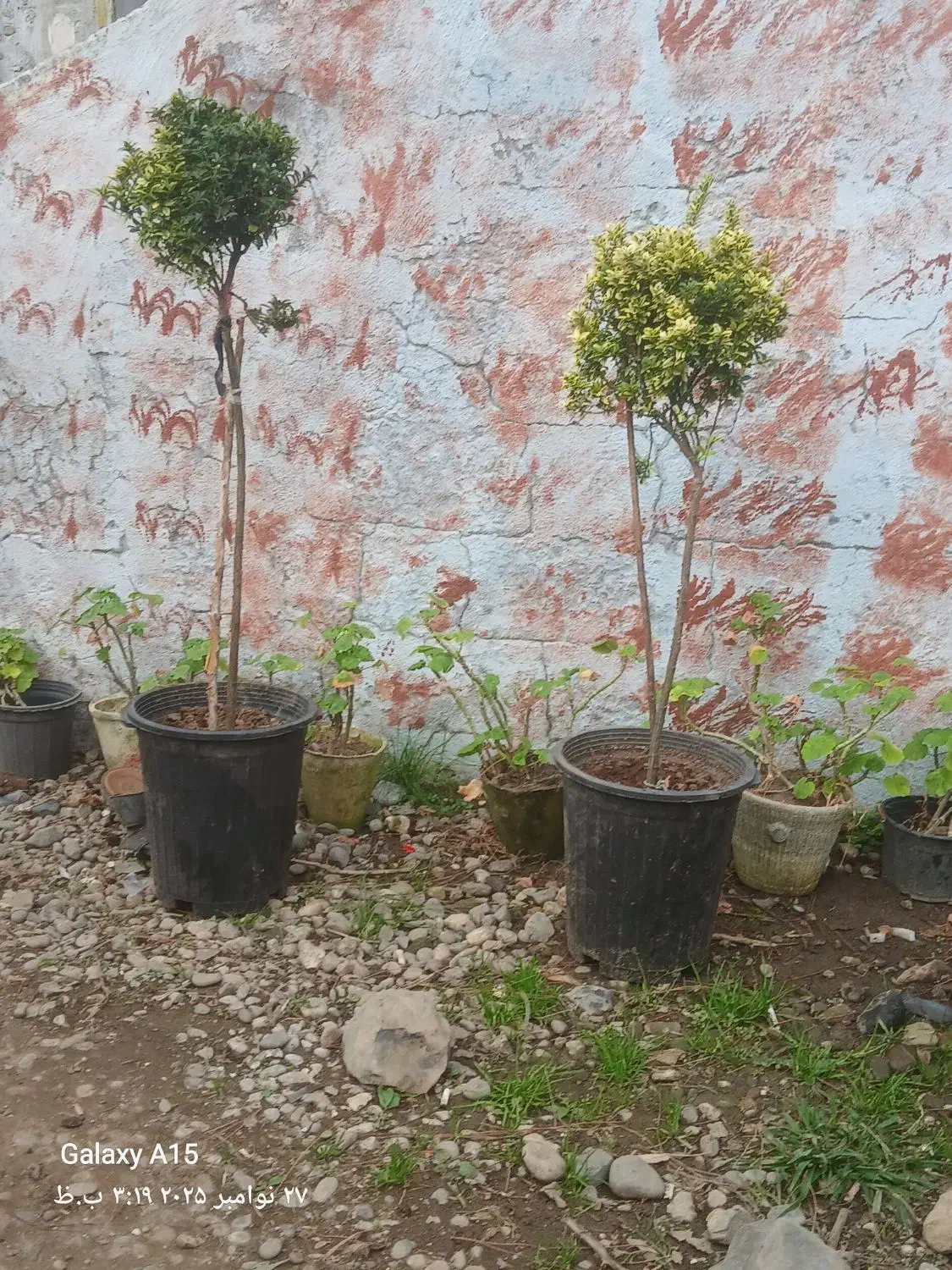 بصورت محدود و زیبا و در گلدانهای بزرگ و خاکی غنی|گل و گیاه طبیعی|رودسر, |دیوار