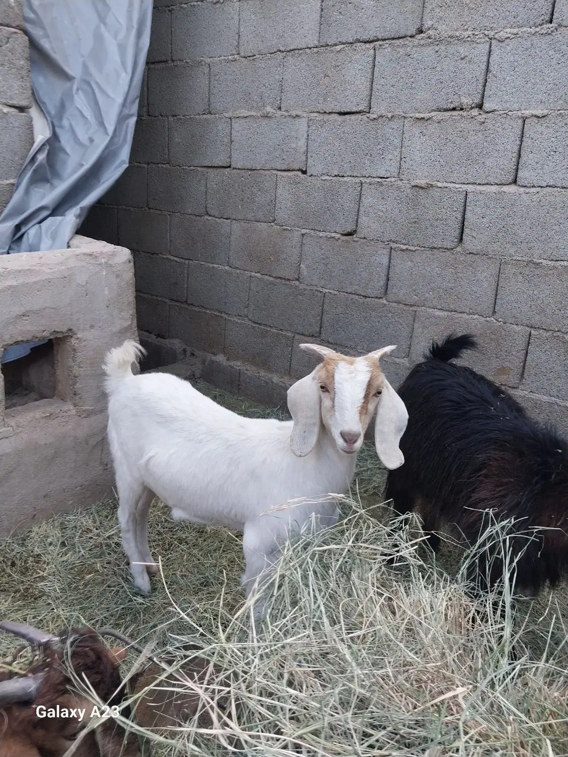 فروش دو بزغاله ماده|حیوانات مزرعه|طبس, |دیوار