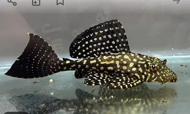 لجنخوار اسپرت بزرگ‌و کوچک|ماهی|تبریز, |دیوار