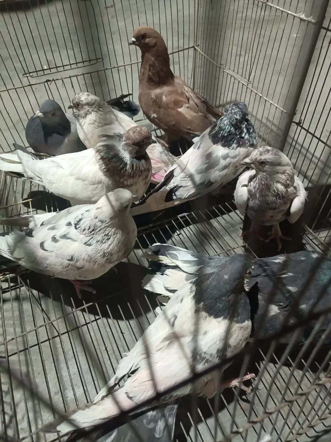 کبوتر|پرنده|میبد, |دیوار