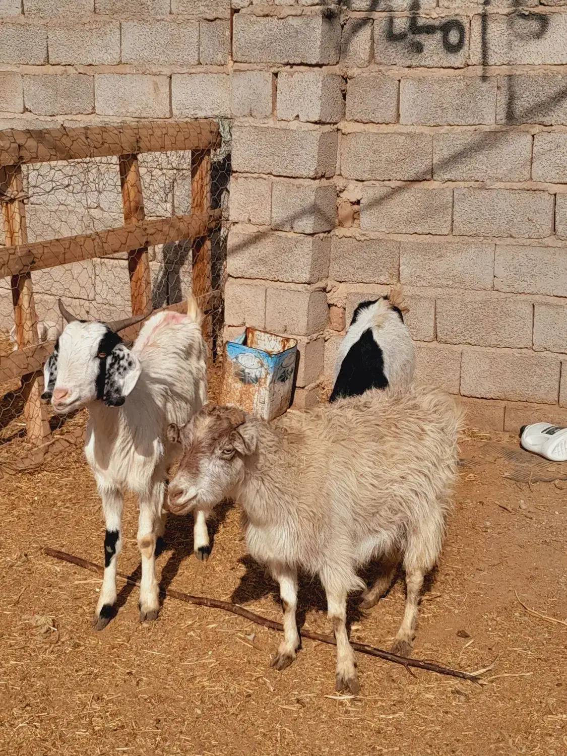 گوسفند بز|حیوانات مزرعه|کرمان, |دیوار