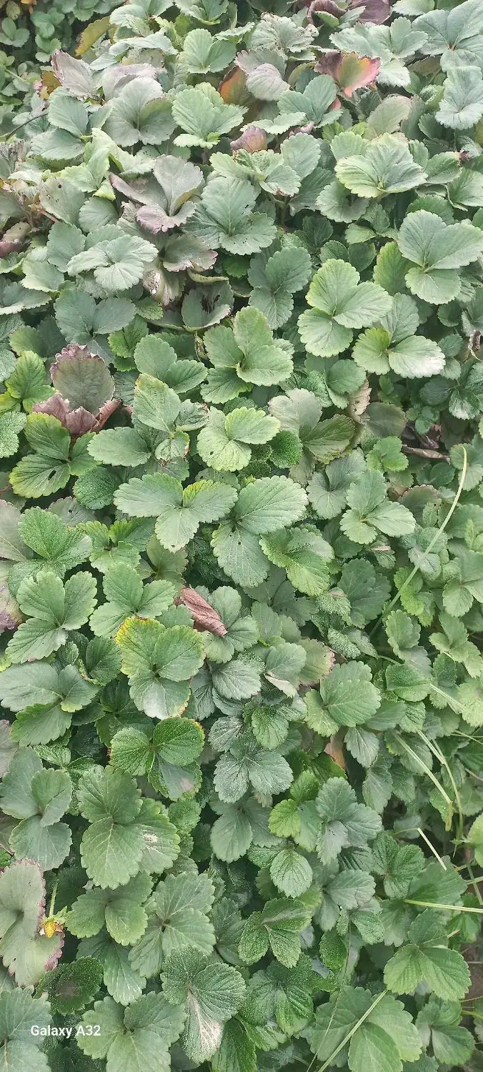 نهال توت فرنگی|گل و گیاه طبیعی|مزرعه کتول, |دیوار