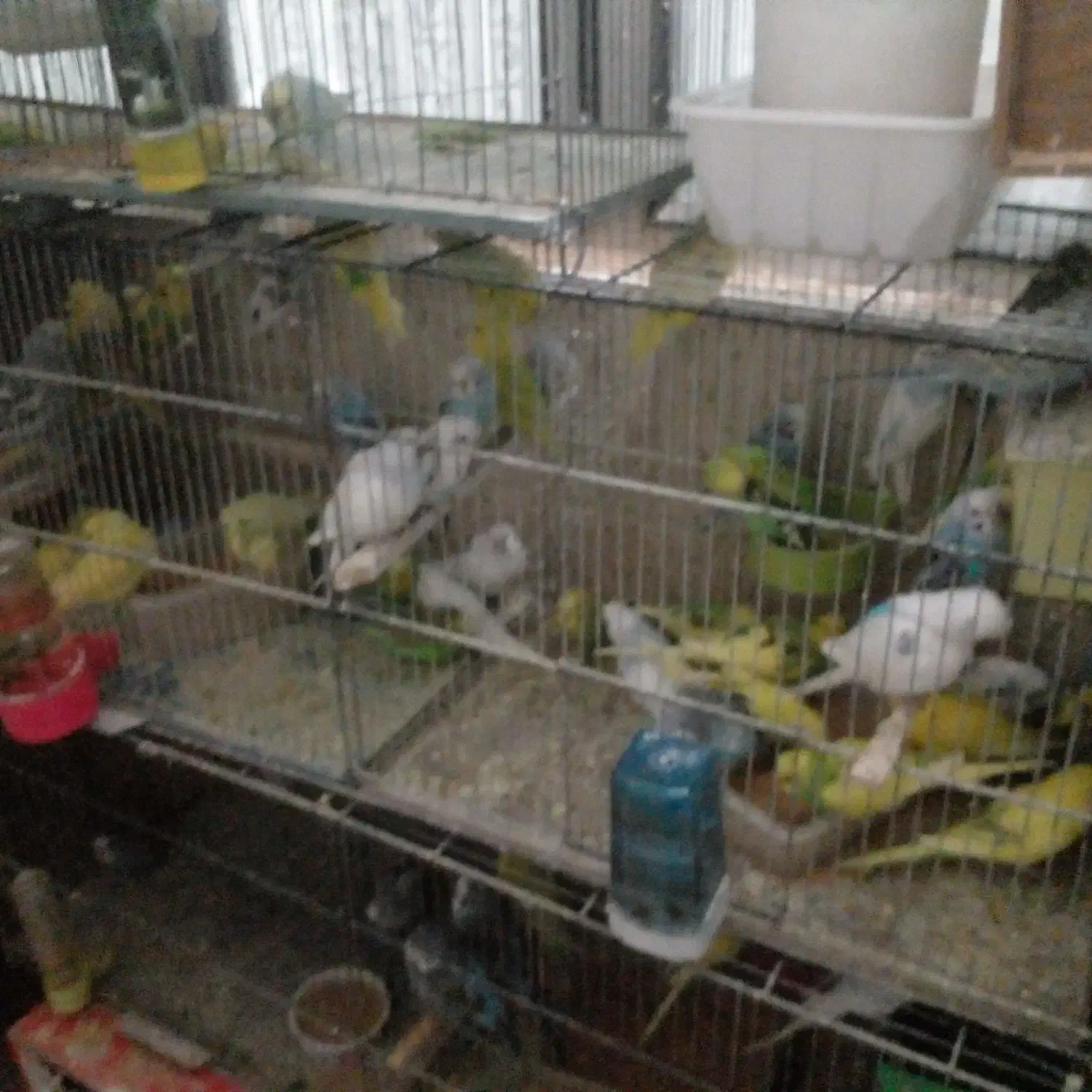 مرغ عشق|پرنده|هشتگرد, شهرک راه آهن|دیوار