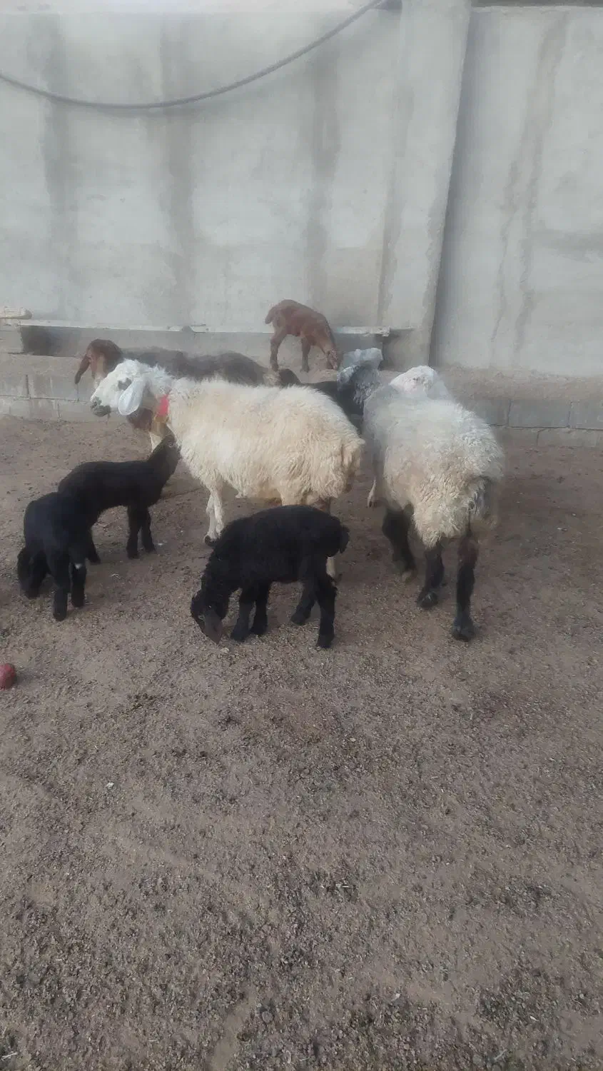 گوسفند بره دار|حیوانات مزرعه|شیراز, باجگاه|دیوار