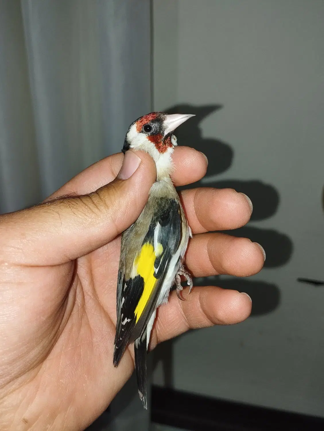 سهره مست|پرنده|ایذه, |دیوار