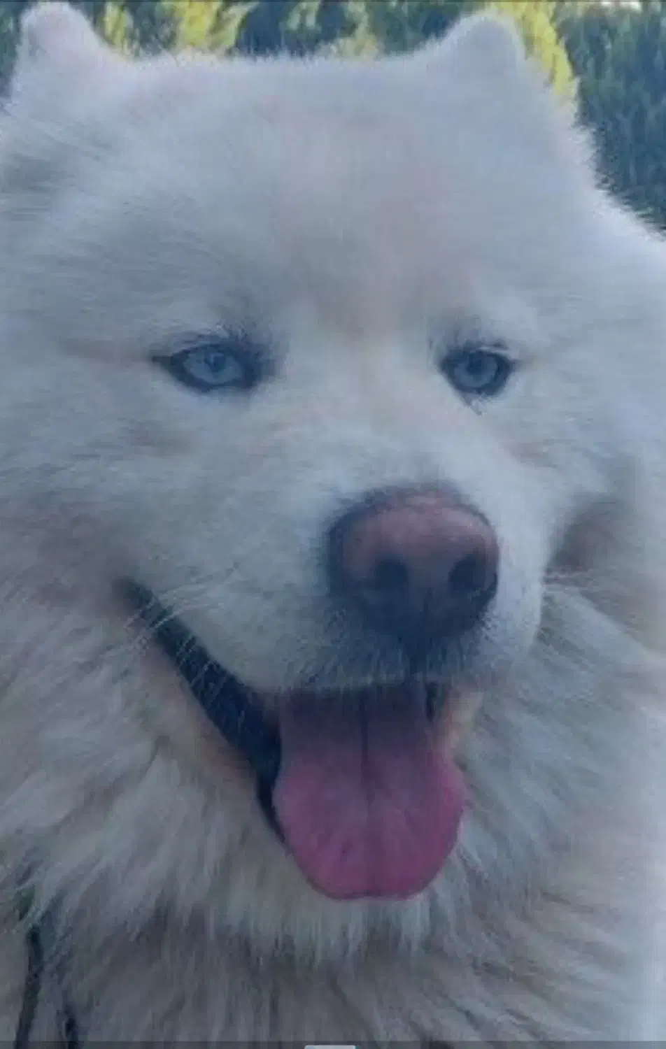 هاسکی|سگ|تهران, دردشت|دیوار