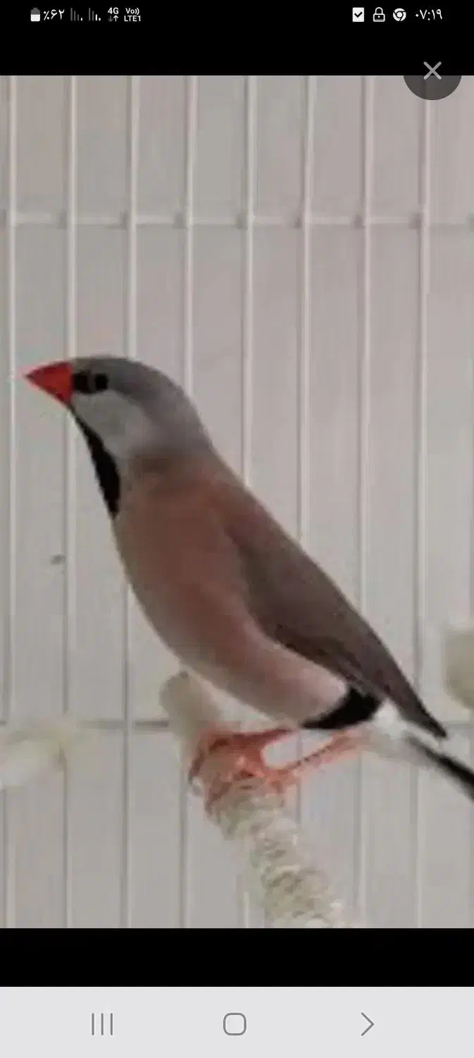 نرگسی شکلاتی ۸۵۰ و کرواتی|پرنده|تهران, کوثر|دیوار