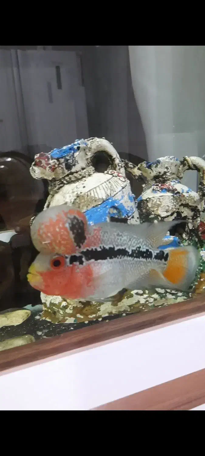 جوجه فلاور ۴ بندی|ماهی|سامان, |دیوار