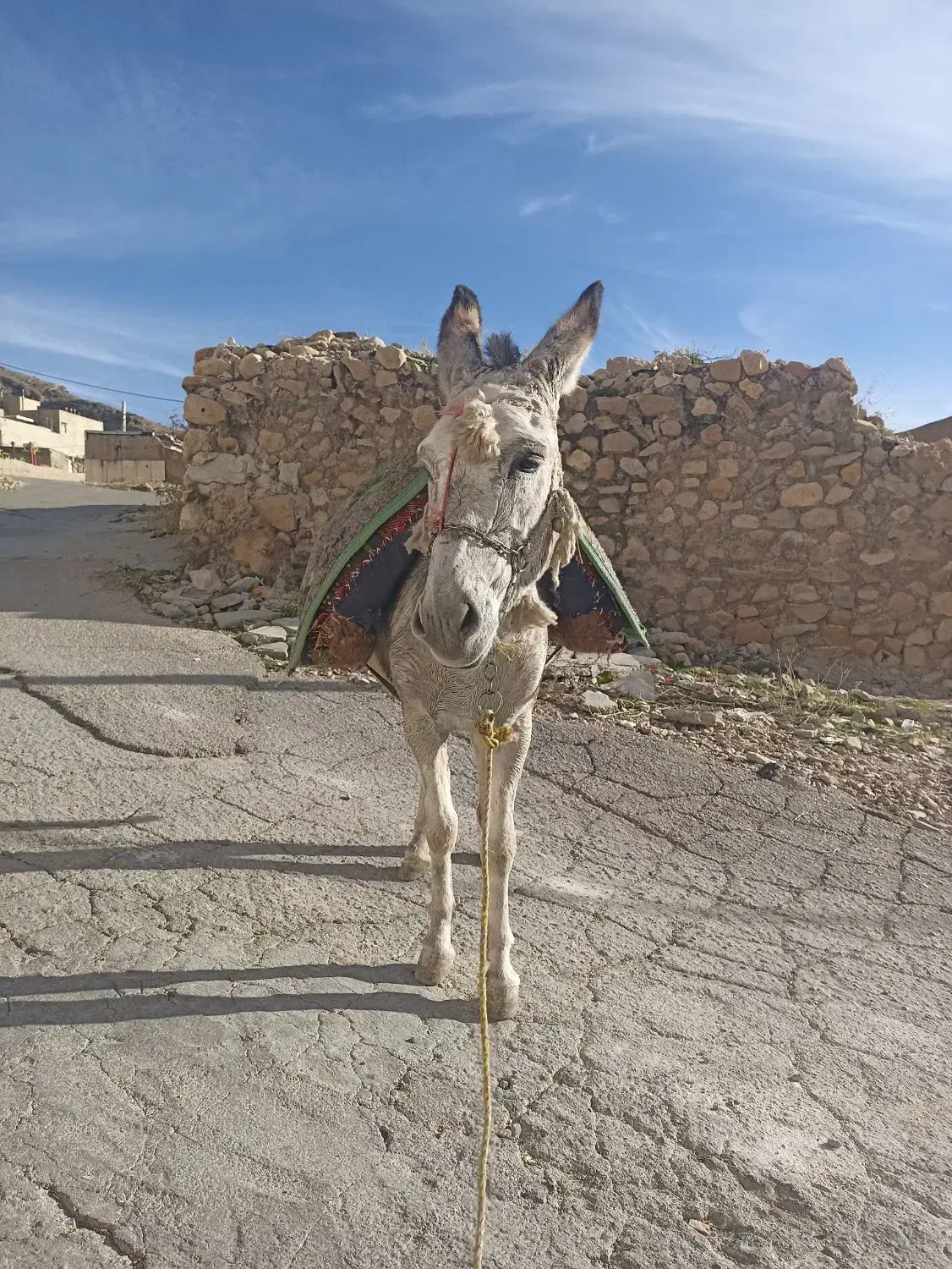 الاغ گندی|حیوانات مزرعه|کازرون, |دیوار