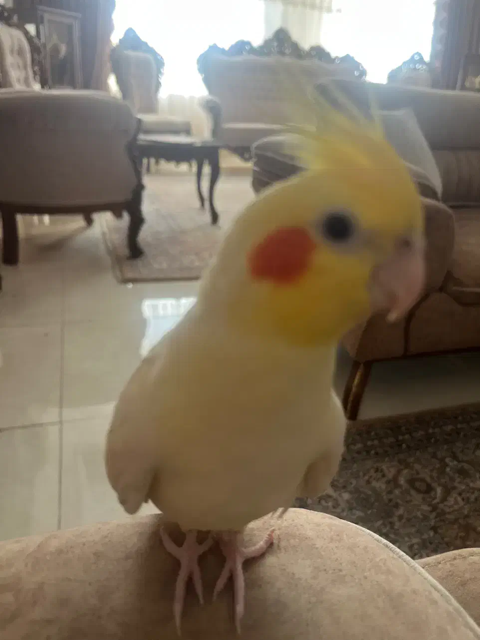 عروس هلندی گمشده پیروزی|حیوانات|تهران, دژکام|دیوار