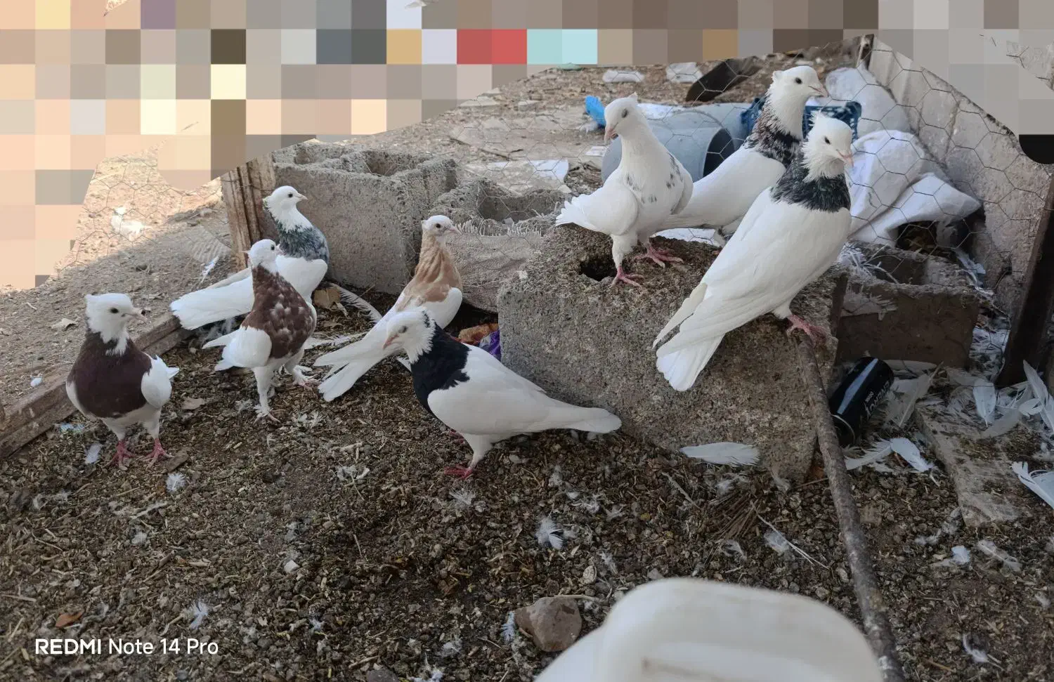 طوقی|پرنده|فردوس (کرمان), |دیوار