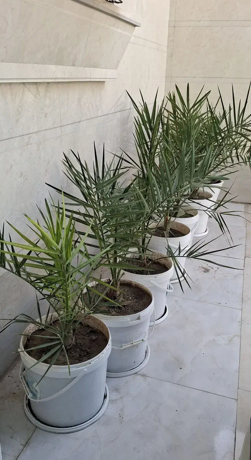 نخل|گل و گیاه طبیعی|باوی, |دیوار