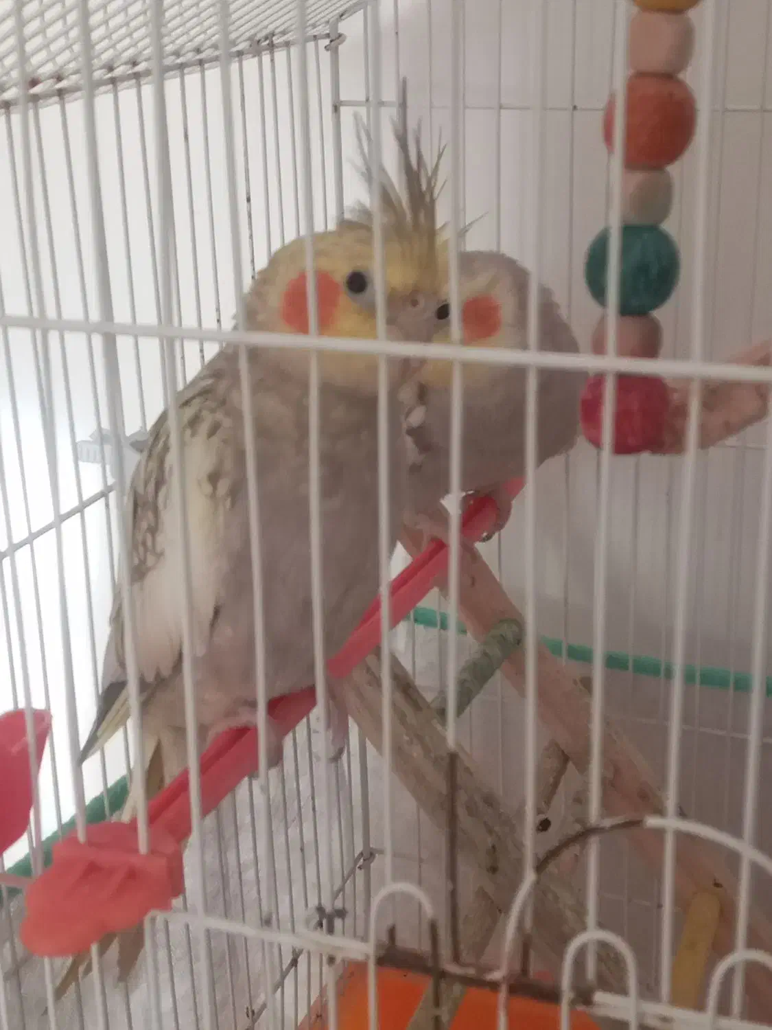 عروس هلندی|پرنده|آستانه اشرفیه, |دیوار