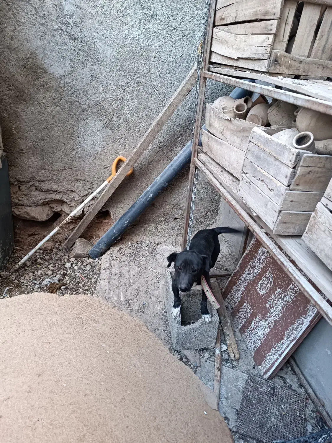 سگ پاکوتاه|سگ|صحنه, |دیوار