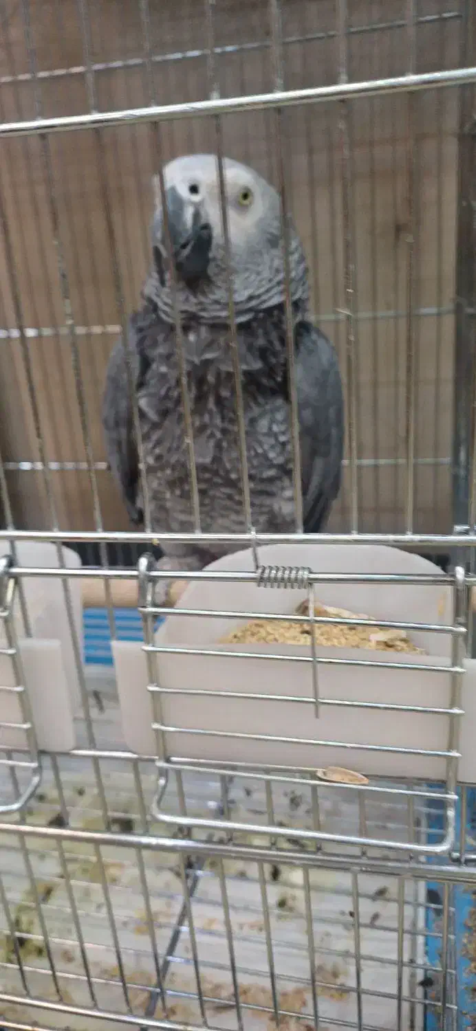 کاسکو رام باهوش ۲۰ کلام نر زیبا درشت|پرنده|تهران, اسکندری|دیوار