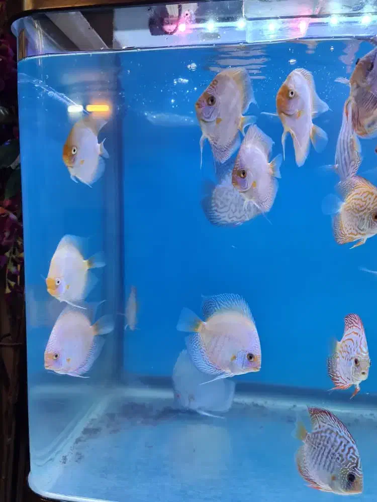 دیسکس زیبا و غذاخور|ماهی|تهران, زاهد گیلانی|دیوار