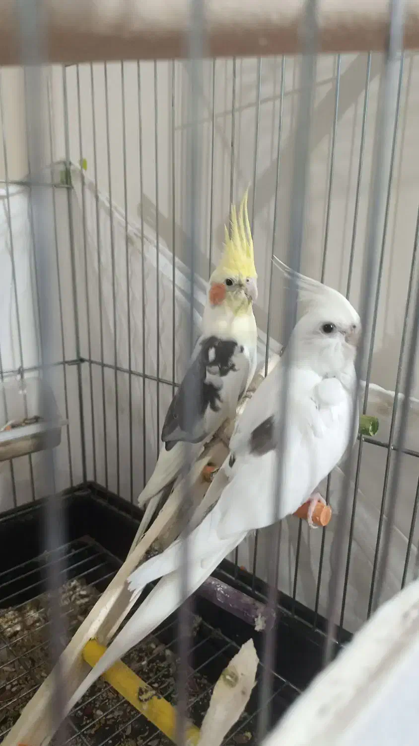 عروس هلندی|پرنده|ری, اقدسیه|دیوار