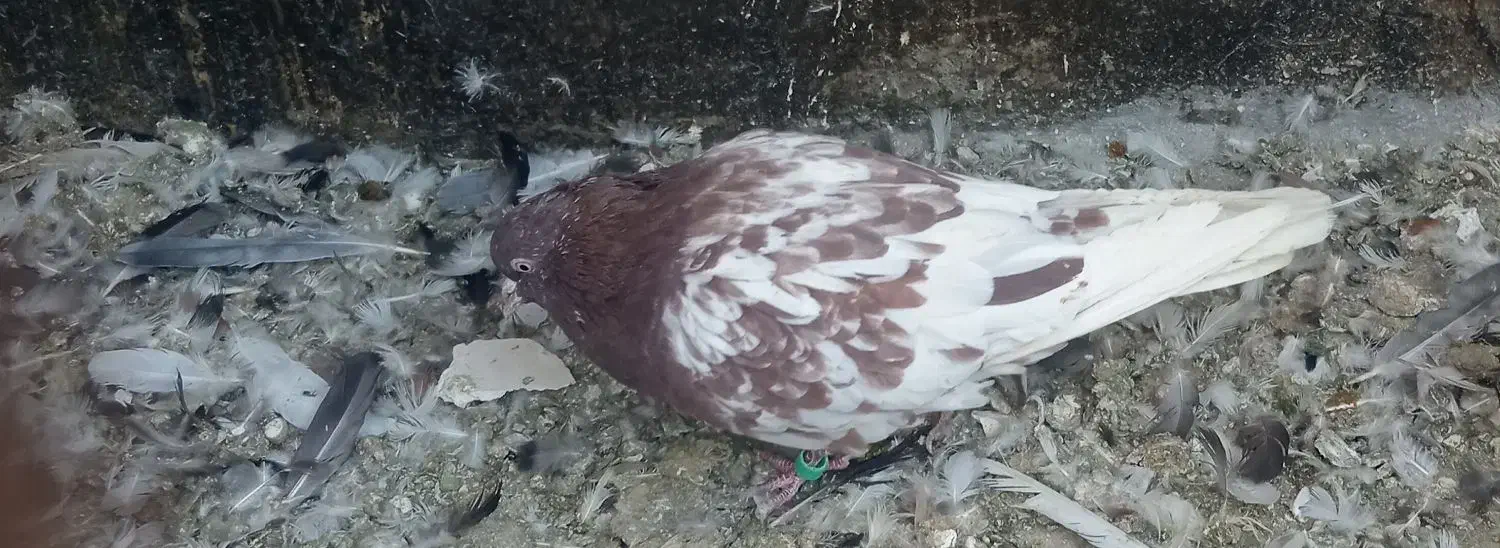 3عدد کبوتر کله سرخ. قره سینه. سینه|پرنده|مشهد, آبکوه|دیوار