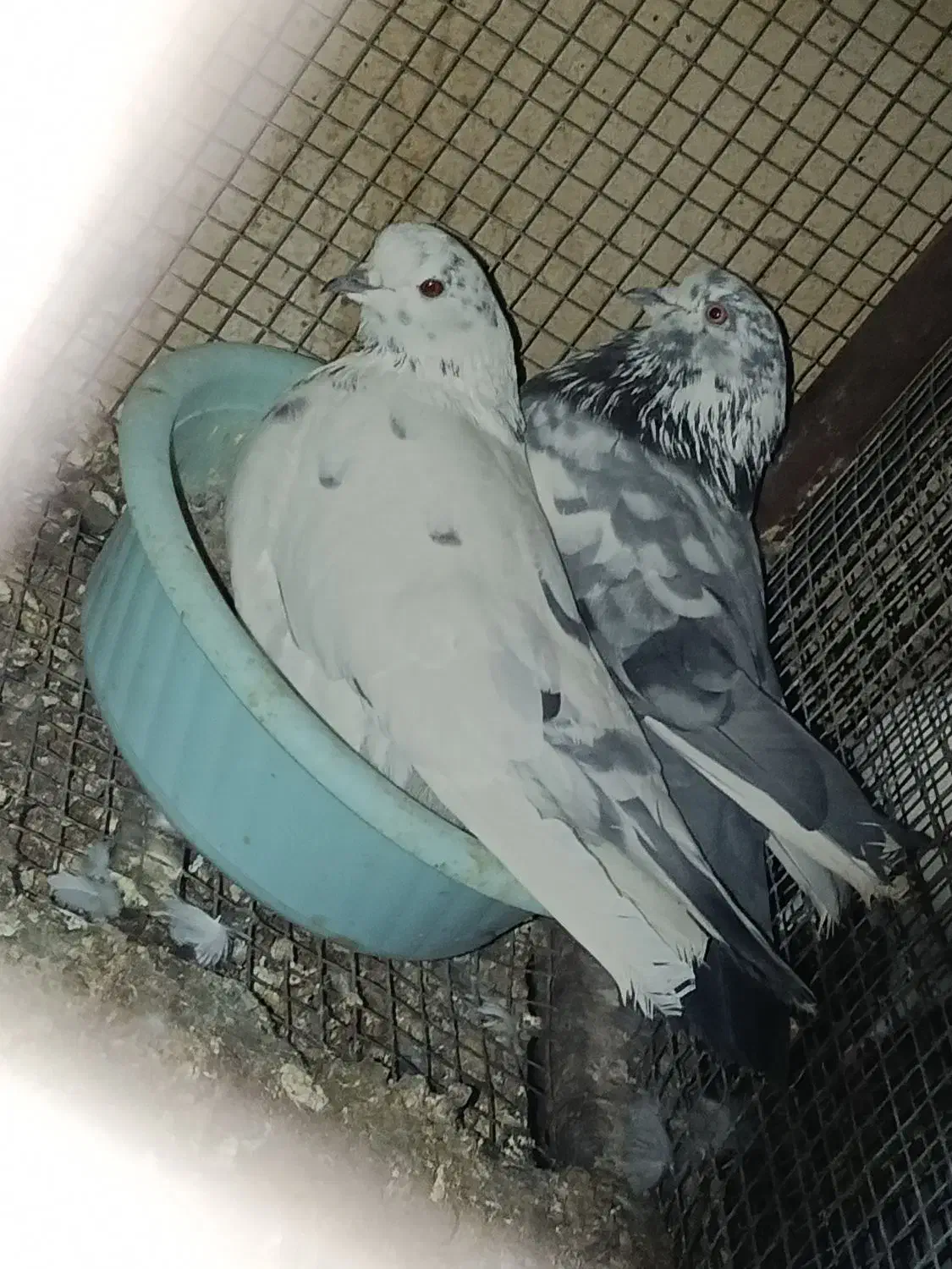 کبوتر پرشی|پرنده|مهریز, |دیوار