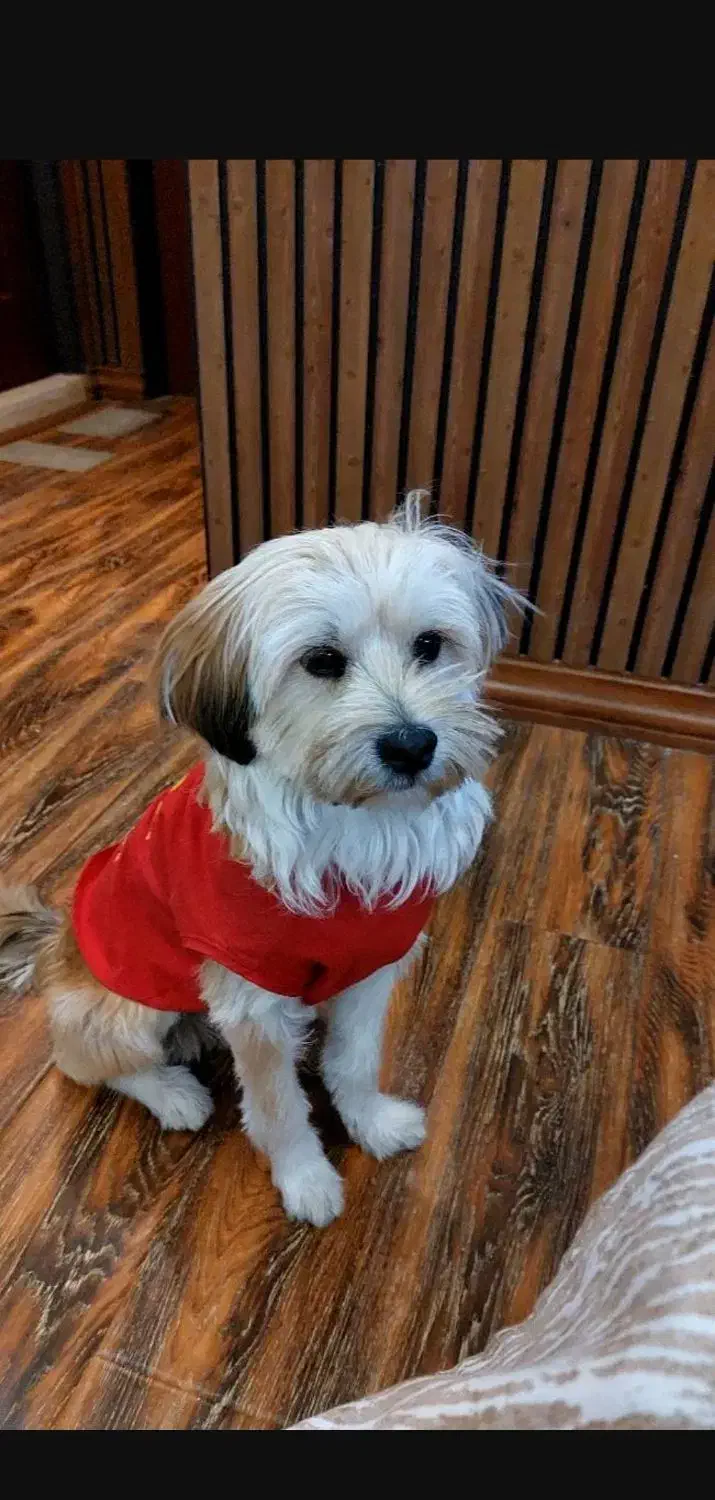 سگ پیدا شده|حیوانات|کرج, شهرک جهان آرا|دیوار