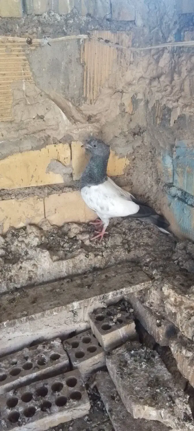 پرنده. طوقی|پرنده|خرمشهر, |دیوار