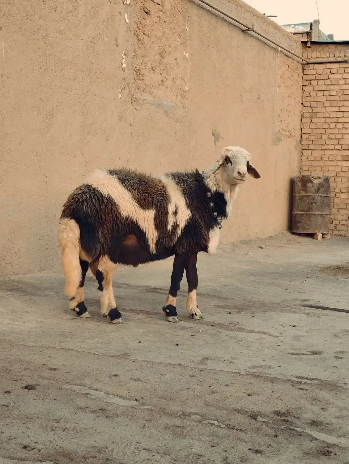 میش قوچ پلنگی|حیوانات مزرعه|بروجرد, |دیوار