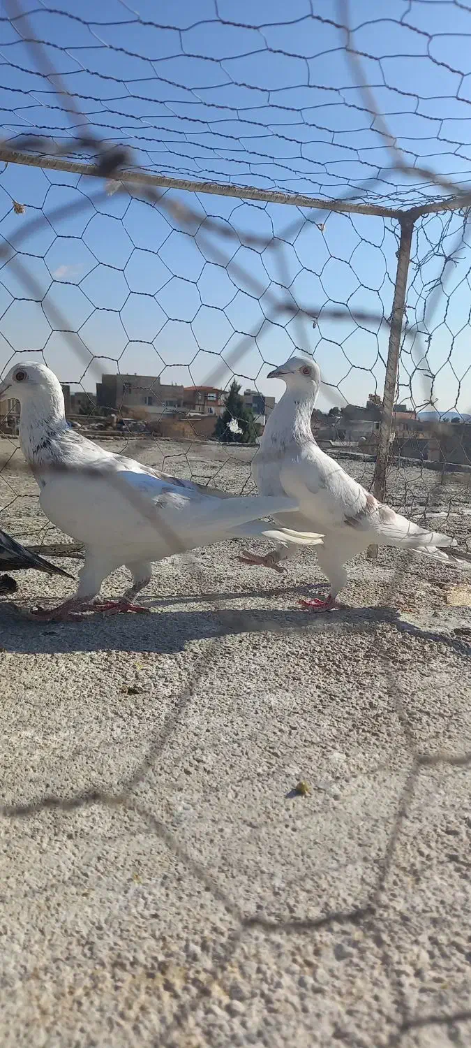 کبوترر|پرنده|اسفراین, |دیوار