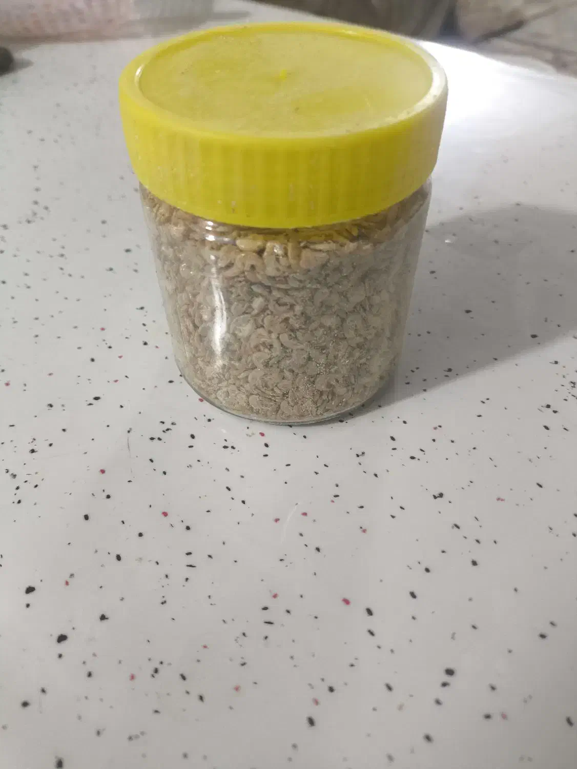 مکمل درجه یک حلزون|لوازم جانبی حیوانات|شیراز, شهرک گلدشت حافظ‎|دیوار