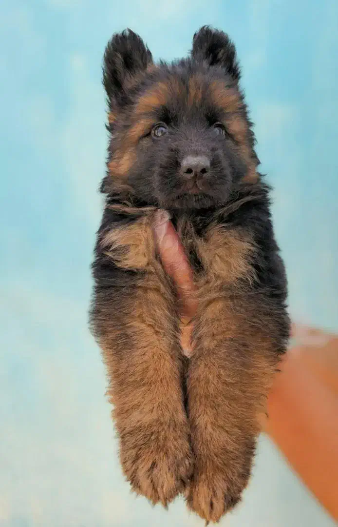 ژرمن شپرد شولاین، ورکلاین، بلک|سگ|تهران, فرمانیه|دیوار