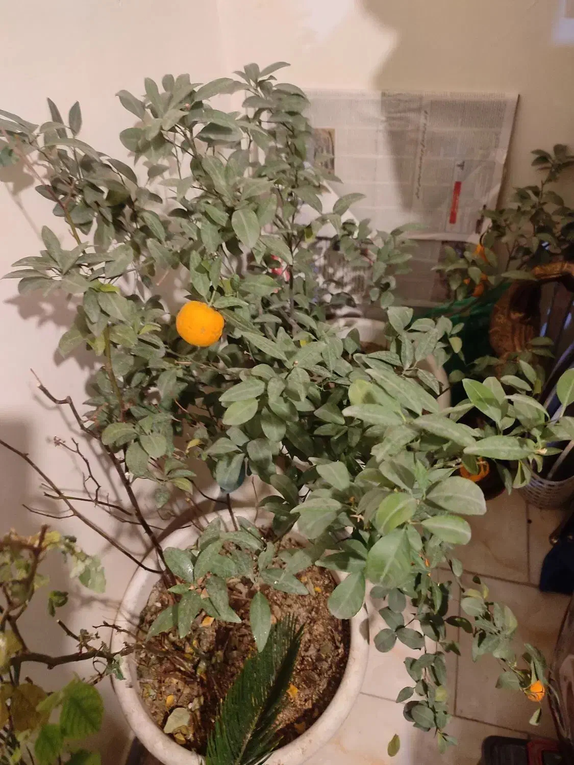 فروش درختچه نارنگی و سیکاس طبیعی|گل و گیاه طبیعی|تهران, تهرانسر شمالی|دیوار