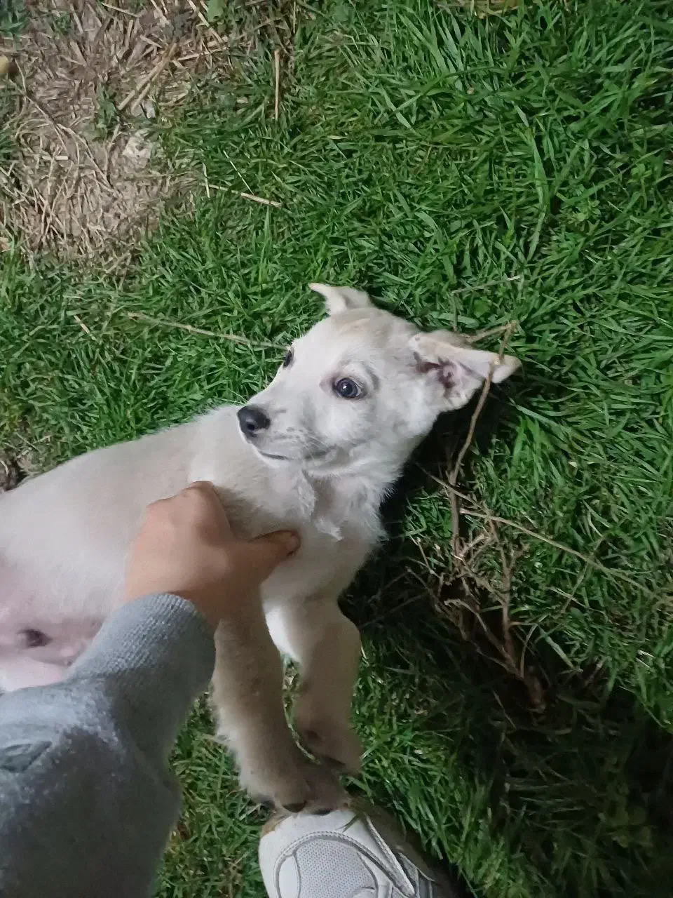 توله شکاری پاکوتاه واگذاری|سگ|شاندرمن, |دیوار