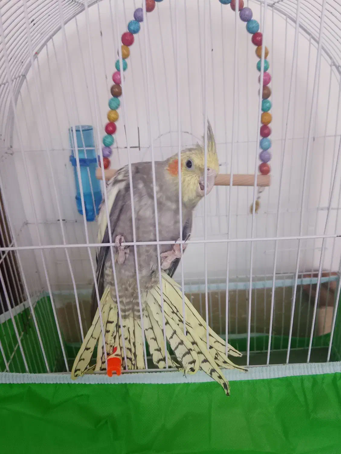 عروس هلندی|پرنده|تربتحیدریه, فتح المبین|دیوار