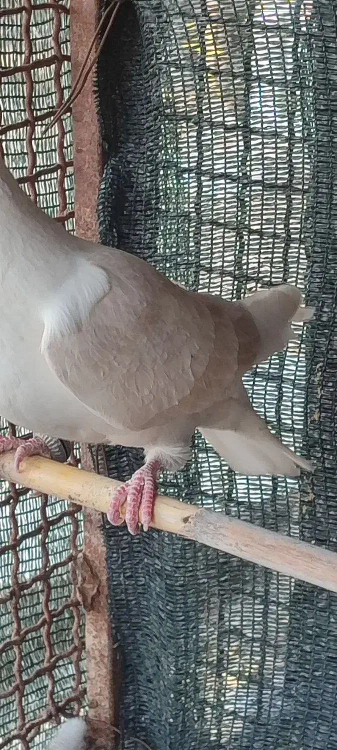 کبوتر پشتی|پرنده|خفر, |دیوار