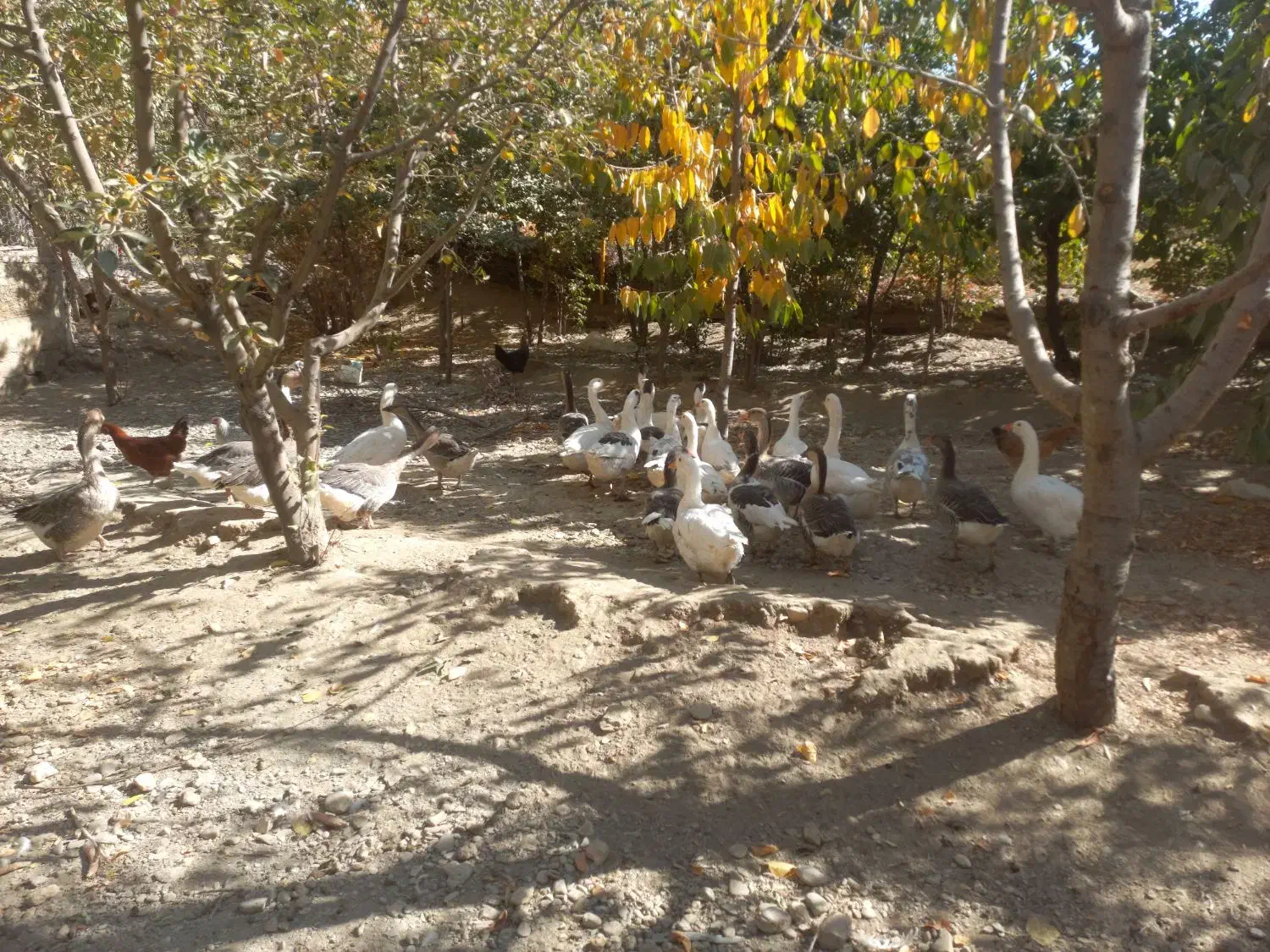 غاز وبوقلمون مرغ وقوغاز|حیوانات مزرعه|گلپایگان, |دیوار