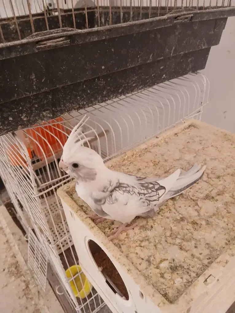 عروس هلندی پروانه‌ای و آلبینو|پرنده|داراب, |دیوار