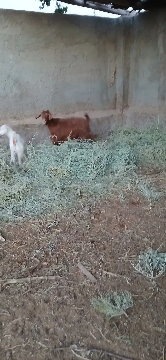 بز چاق کشتنی|حیوانات مزرعه|ماهان, |دیوار