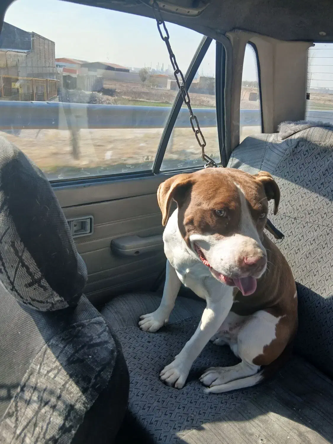 سگ پیتبول.|سگ|تبریز, |دیوار