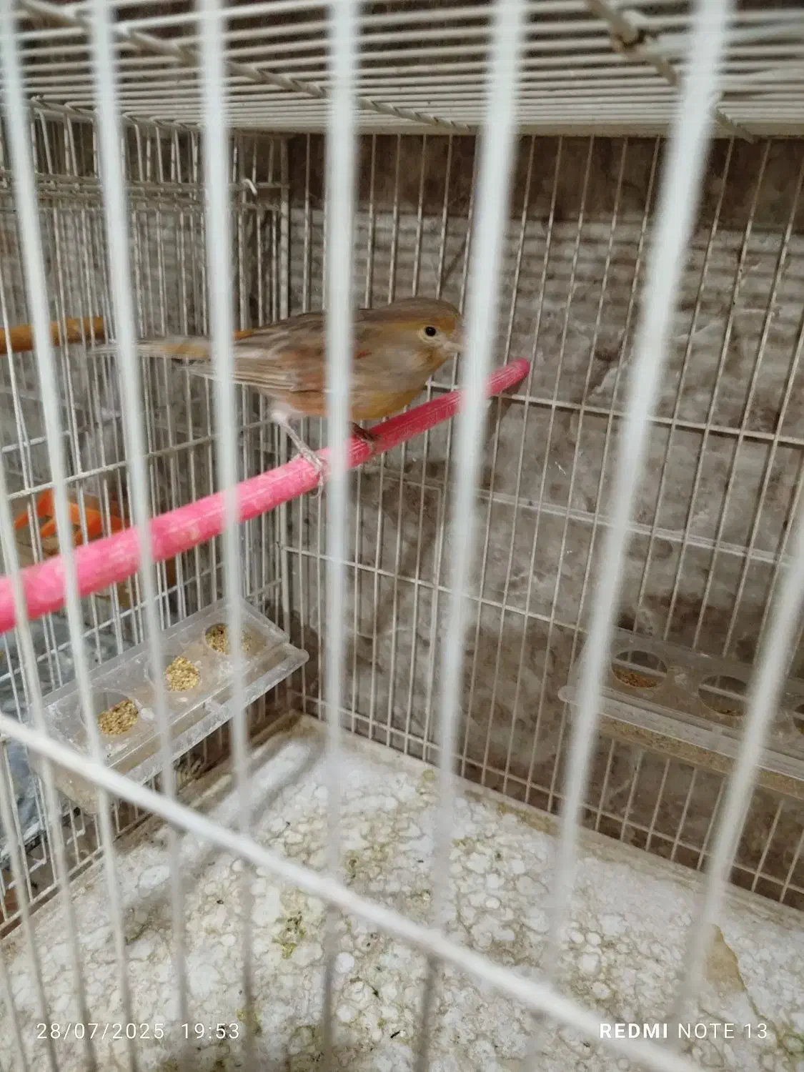 قناری ماده،کوتوله،عروس،مرغ عشق|پرنده|مشهد, امین آباد|دیوار